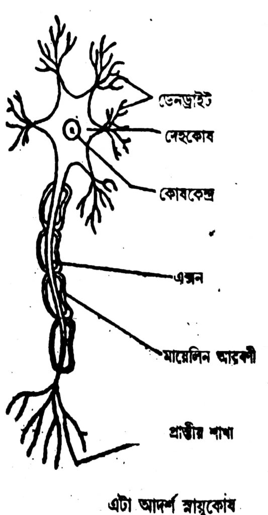 নিউৰণ গঠনৰ চিত্র